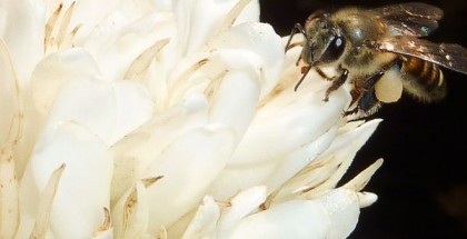 Bee tapping nectar from a coffee plant flower