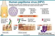 Human Papillomavirus – HPV – Vertical Transmission – a review of current data