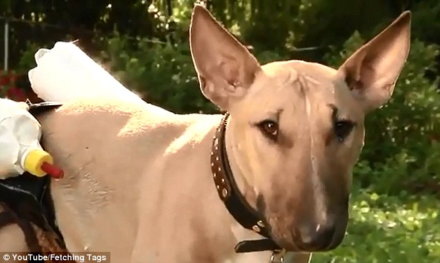 Remarkable: Meet Gladys, the dog who wears specially designed ‘breasts’ to feed goats (WATCH)