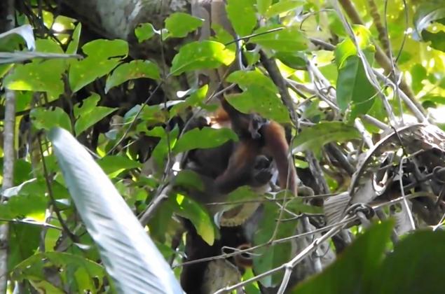 Snake caught on tape swallowing a monkey in one piece (WATCH)