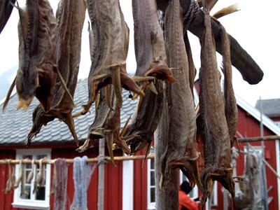 Men Beware: Stockfish, others blamed for Low sperm Count