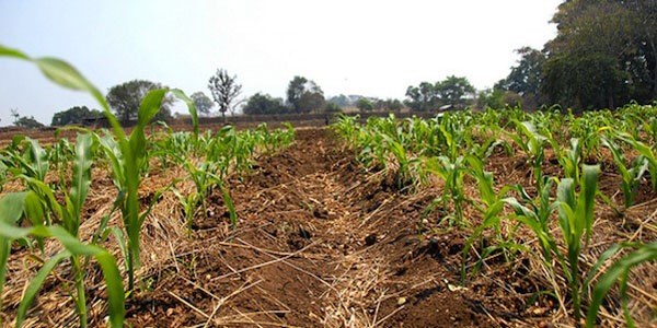 Foreign private investment in African agriculture: more jobs or land grabbing?